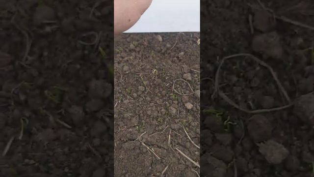 Лук порей . Туксонбости усулида кучатини етиштириш буйича тажриба смотреть онлайн