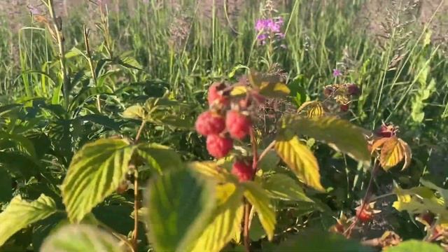 Собрали семь литров дикой малины за два часа. смотреть онлайн