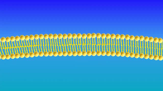 Cell Membrane Structure and Function смотреть онлайн