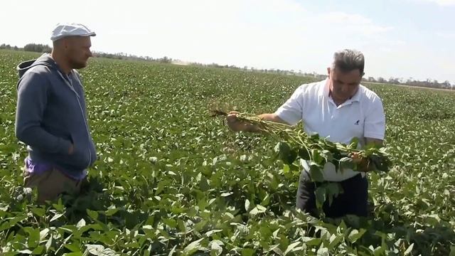 Соя сорт Берегиня смотреть онлайн