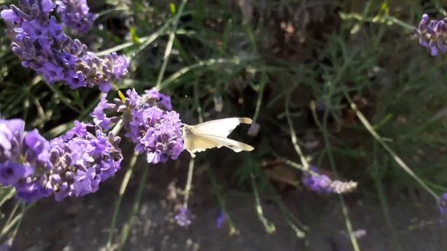 Poem -  Faith In Nature