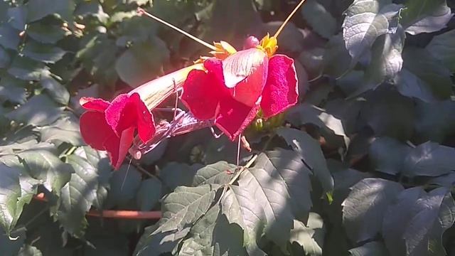 1183 . Лиана Кампсис или текома . смотреть онлайн