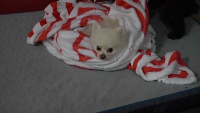 Funniest little dog plays with blanket смотреть онлайн