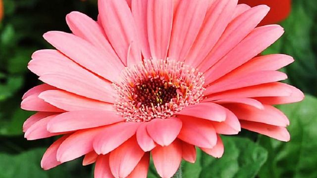 Они могут заменить дорогостоящие приборы! Домашние растения которые очищают воздух в помещении смотреть онлайн