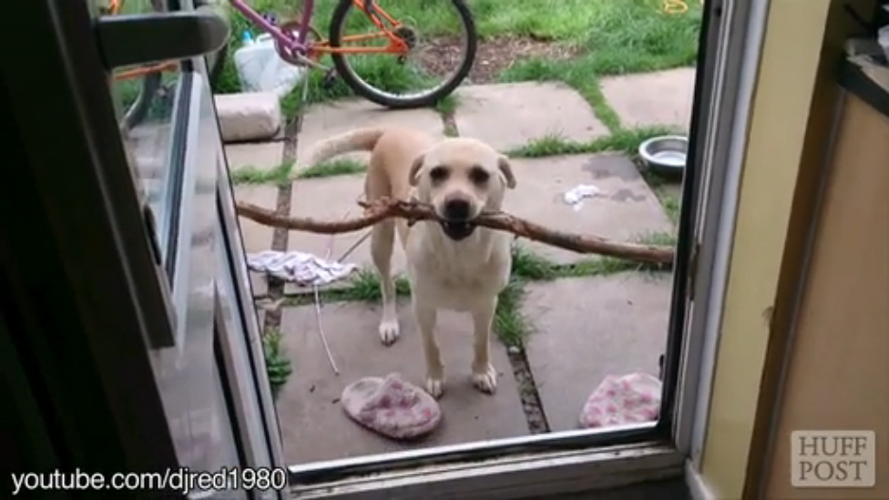 Собаки не пройдут! Подборка. смотреть онлайн