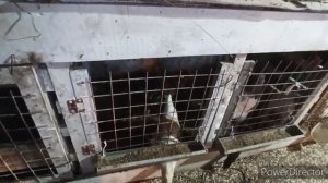 Мой курятник. Содержание кур в клетках.