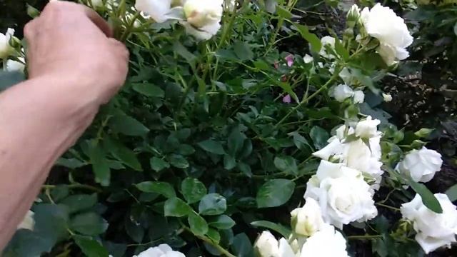 Роза Космос флорибунда от Кордес. Вечер. смотреть онлайн