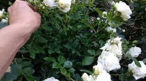 Роза Космос  флорибунда от Кордес. Вечер.