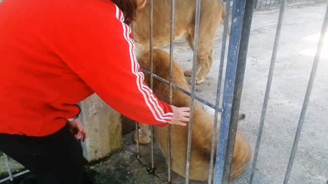 Сафари парк"Прайд". Абхазия. Холодный март 2021г. На манеже все те же и солнце... смотреть онлайн