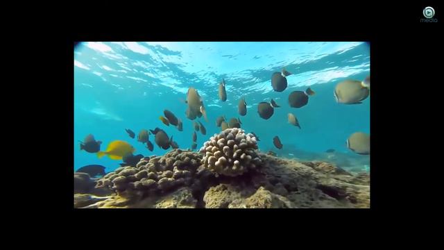 Ibiza Summer Mix 2021 🍓 Best Of Tropical Deep House Music Chill Out Mix 2021#18