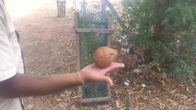 How to find out water underground by using coconut by sandip waghaye смотреть онлайн