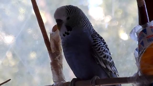 Волнистые попугайчики мило щебечут смотреть онлайн