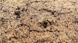 Голубая ель из семян, посадка голубой ели, проращивание семян ели