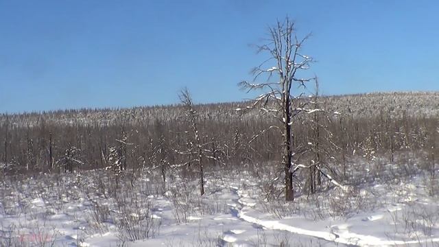 Пойман волк! "Неправильный" изюбрь. смотреть онлайн