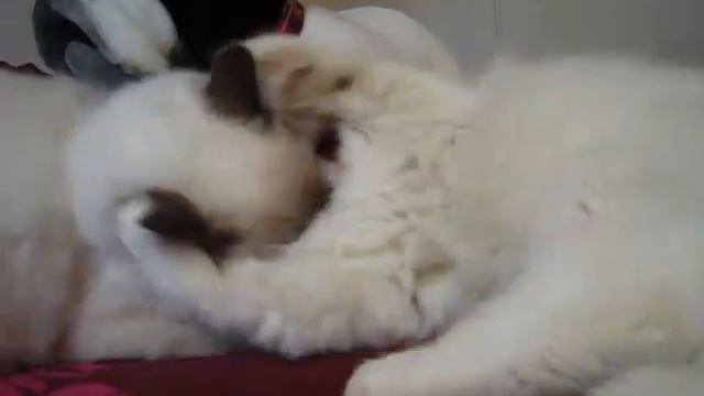 Sand'Ragdolls - Hayden, chaton Ragdoll de 5 mois, perd une dent de lait смотреть онлайн