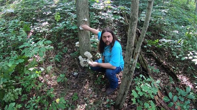 Wild Edibles: Oyster Mushroom Hunting, Foraging, Identification - (Best Mushrooms For Beginners)