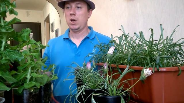 Размножение петунии черенками, Гацании делением! Подвожу итоги. смотреть онлайн