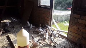 Бакинские бойные голуби г Фастов