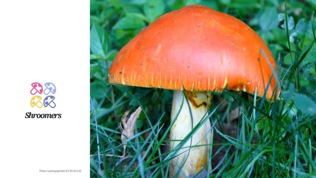 Caesar's amanita (Amanita caesarea) | Synonyms | Scientific Short Profile | Shroomers смотреть онлайн