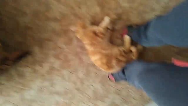 5 причин, почему рыжие кошки самые лучшие. Интересные факты о кошках смотреть онлайн