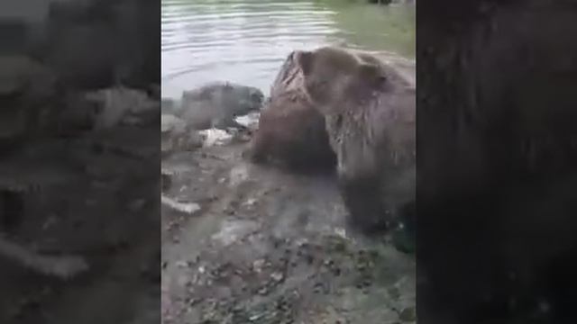 Медведи задрали волка смотреть онлайн