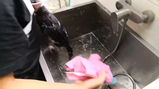 How to bath a cat with OPAWZ C1-Grease Eliminator (English Subtitle) смотреть онлайн