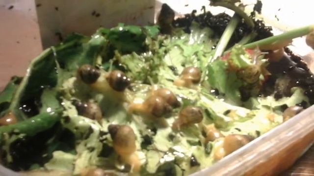 Улитки /2 недели после рождения смотреть онлайн