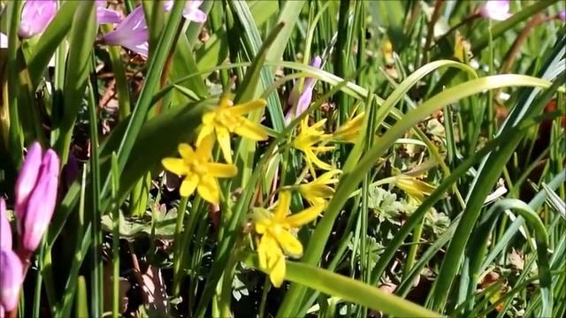 Первоцветы и раннецветущие растения смотреть онлайн