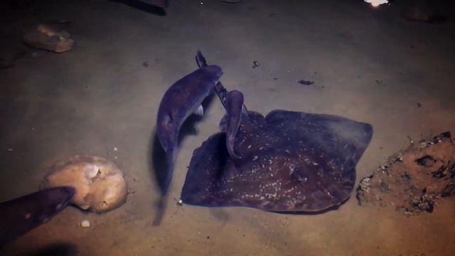 SEA LIFE London Aquarium смотреть онлайн
