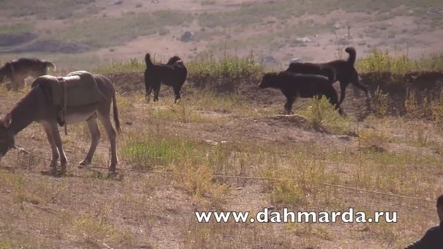 Гиссарские овцы и взаимоотношения между саги дахмарда из разных отар смотреть онлайн