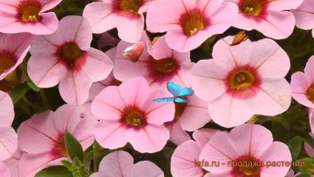 Калибрахоа обыкновенная Лайт Пинк Бласт ? обзор: как сажать, семена калибрахоа Лайт Пинк Бласт смотреть онлайн