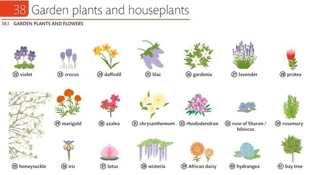 English Vocabulary - Part 38/180 - Garden Plants And Houseplants