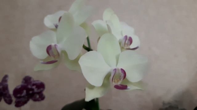 Цветение орхидей в январе 2023г. Phal. Леди Мармелад, Тамара, Fortune Saltzman, Star Diamond и др.