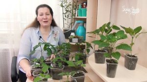 Берегите рассаду от солнца! Рассада перцев подросла, уход за рассадой перцев в квартире.