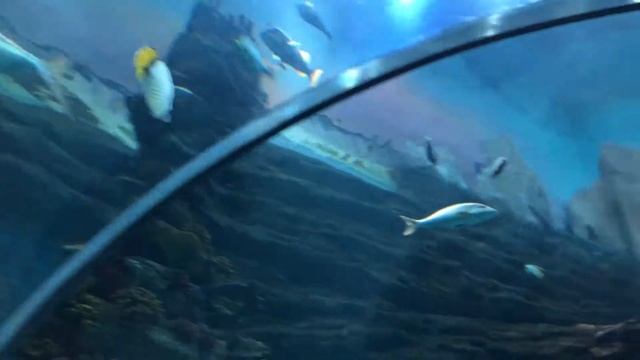 Отдых в ОАЭ. Часть 04. Аквариум в Шардже 2019 | Sharjah Aquarium 2019 смотреть онлайн