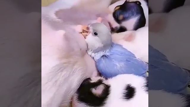 3333333ЗАБАВНЫЕ ЖИВОТНЫЕ333333.mp4 смотреть онлайн