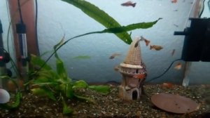 Зеленеют стенки аквариума ? 100% решение проблемы