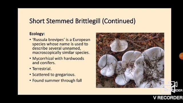 The MW - Spicy Brittlegills of Saskatchewan смотреть онлайн