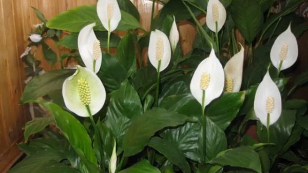 Цветок женское счастье -  как ухаживать?