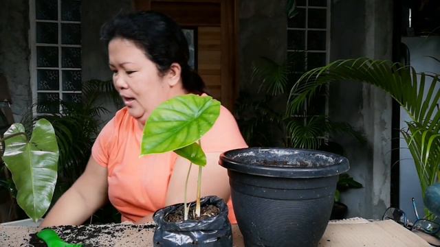 From Small to Big by Lola Malyn ang Tinderang Hardinera смотреть онлайн