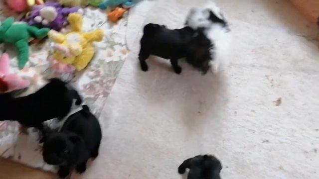 Мопсикам 1,5 месяца 🥰💖(3) смотреть онлайн