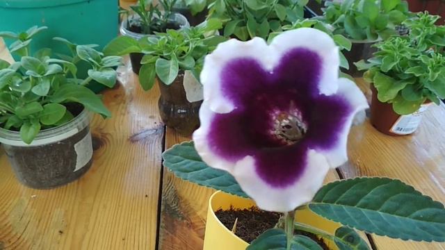 Зацвела Моя Первая Глоксиния. А Вы помните свои первые цветы растишки?