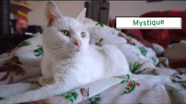Top & Best White Cat Names - Choose the Best Name for a White Kitten смотреть онлайн