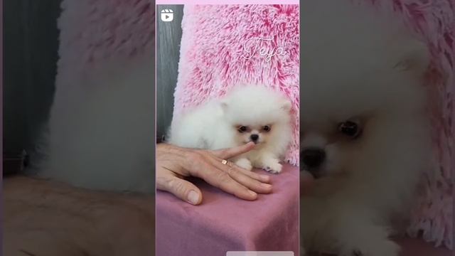 Почему собака лижет руки хозяина?