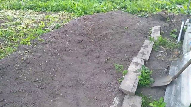 Крысиная нора под лавандой.#нора,#крысинаянора,#грызуны. смотреть онлайн