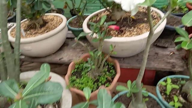 Rosas do deserto com Lindas flores. смотреть онлайн