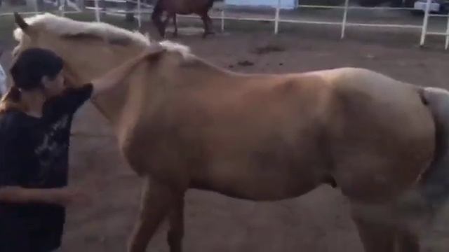 Злата ,с её конём Кокше ходит на кн 1год может больше #запрыгивает на кокше#конюшня#бхст#