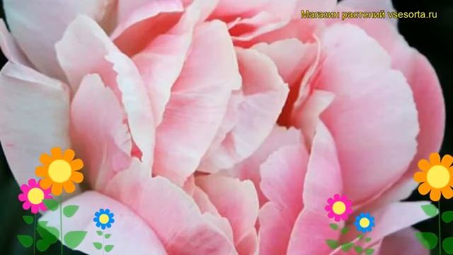 Пион молочноцветковый Гермаине Бигот. Краткий обзор, описание paeonia lactiflora Germaine Bigot смотреть онлайн