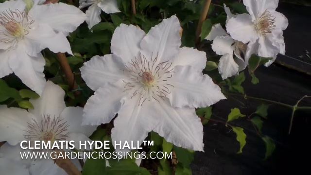 Clematis Hyde Hall™