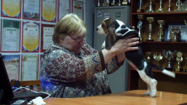 Щенок бассет-хаунд Санта-Мария смотреть онлайн